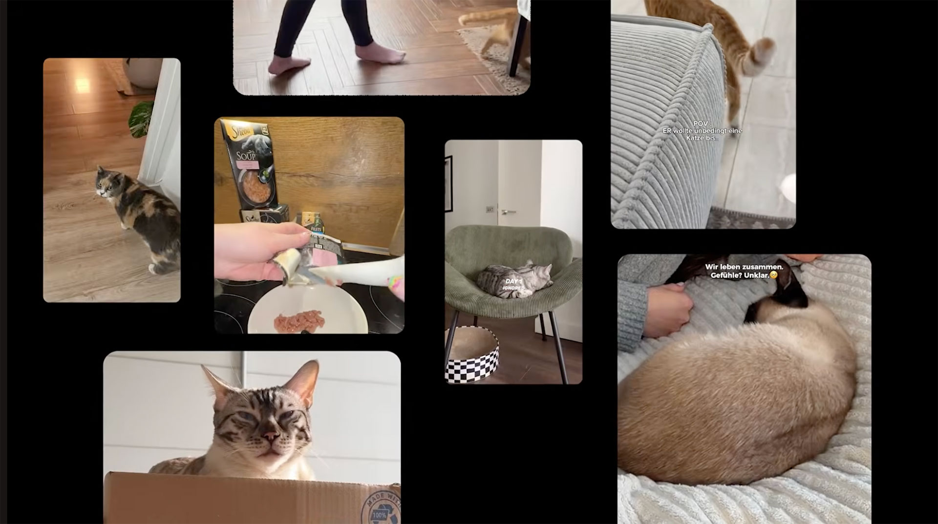 Sheba campaign turns cat owners from ignored to adored